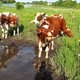Illustration for article titled Cows: Eating shit they shouldnt since 8,000 BC
